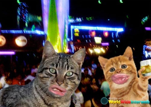 duckface-cats