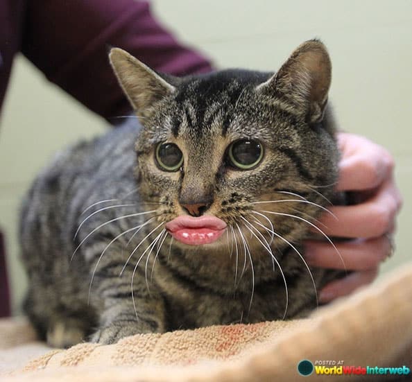 duckface-kitteh