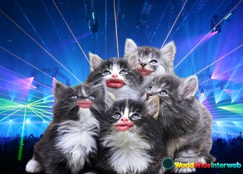 duckface-kittens