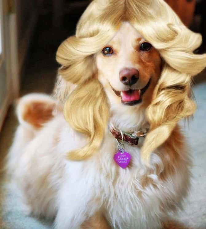 dumb blonde dog