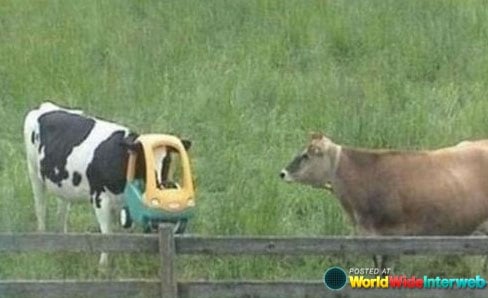 dumbest-picture-ever