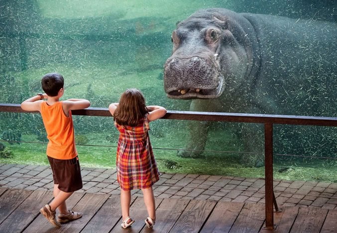 epic staring contest