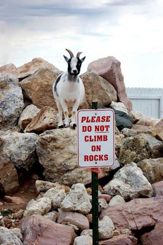 fainting-goats