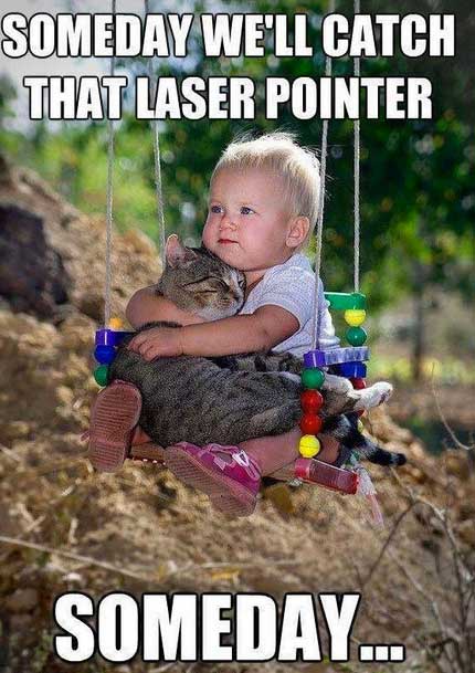 funniest-photos-of-cats-with-babies