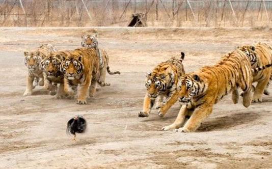 funniest wrong place wrong time photos