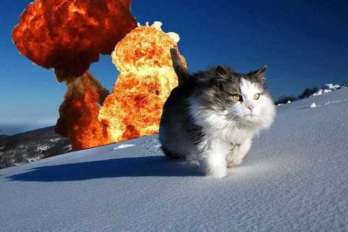 funny-cat-photoshop