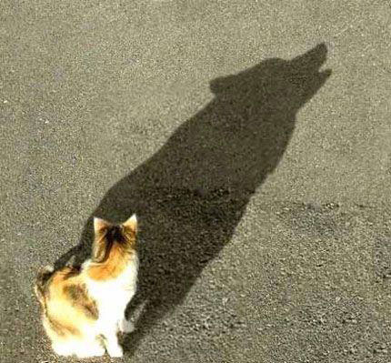 funny-cat-shadow