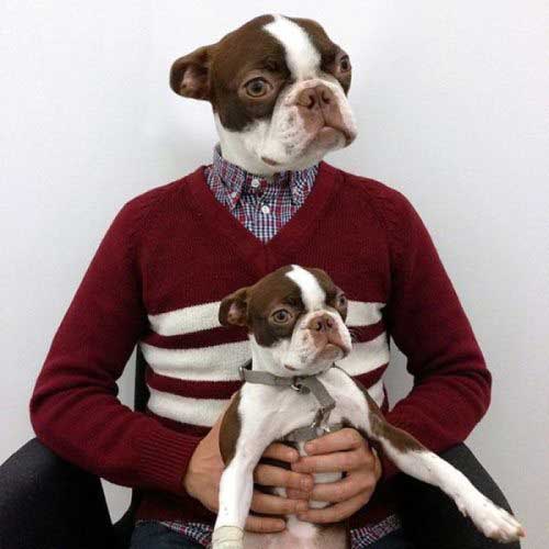 funny-dog-photoshop