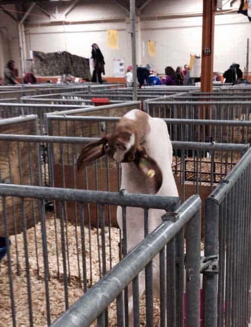 funny-goat-pictures