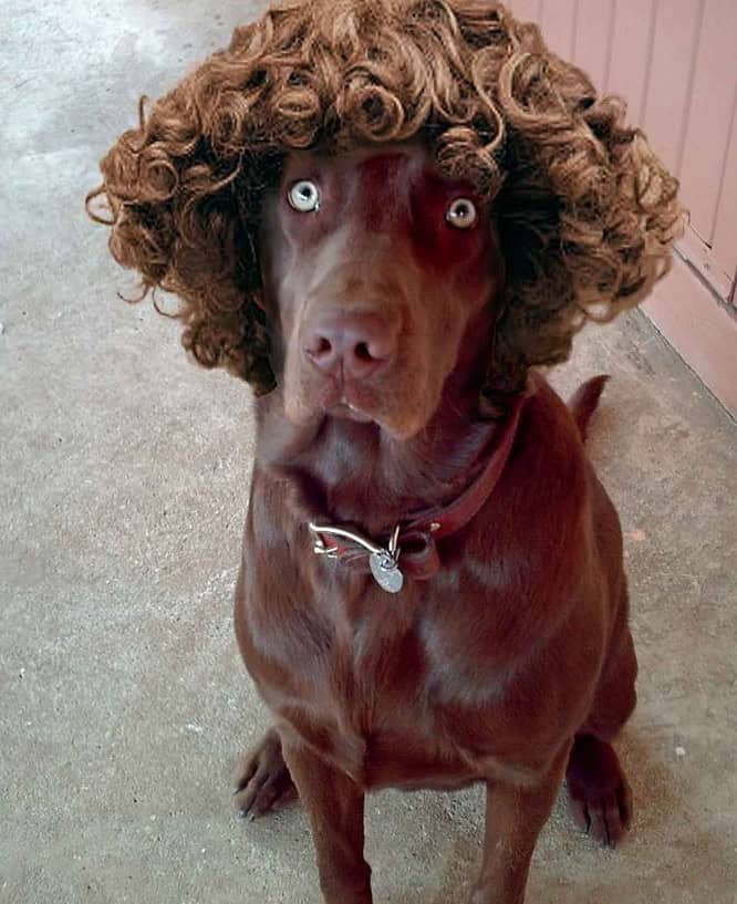 funny animal wigs