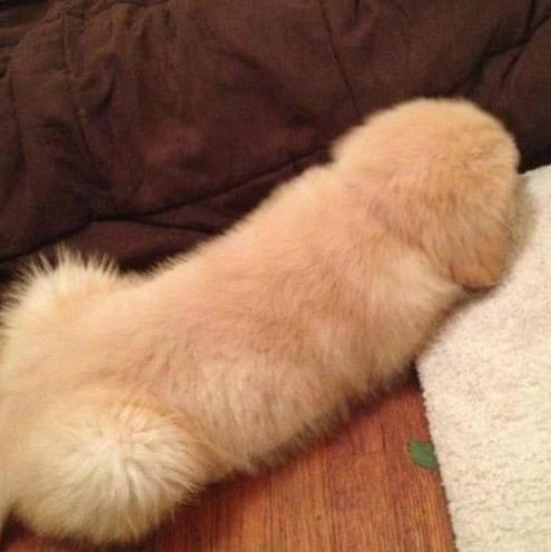 funny dog pictures