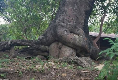funny optical illusions
