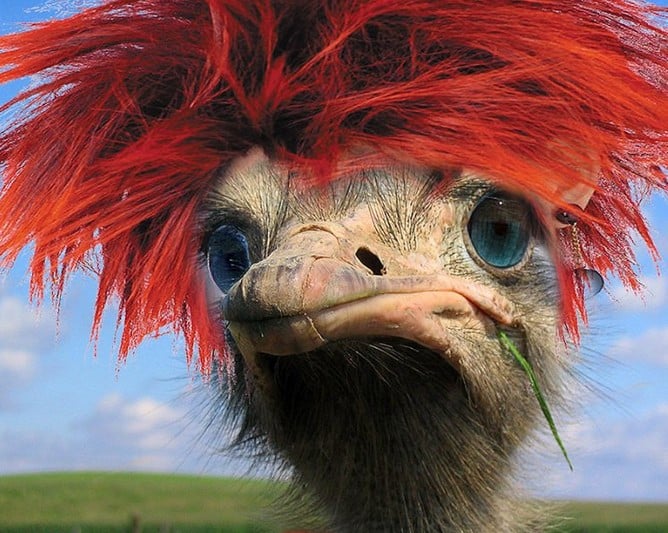 funny wig photoshop