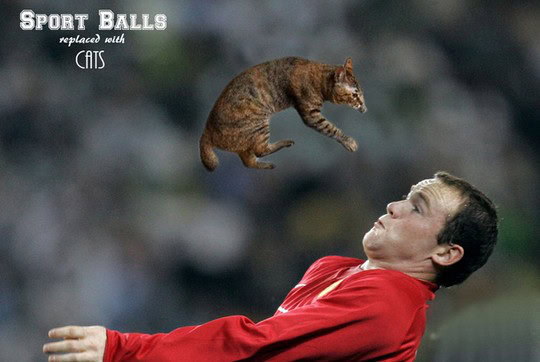 futbol cats