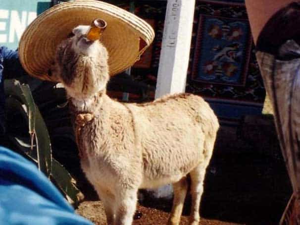 goat-drinking-beer