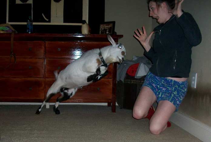goat-fainting
