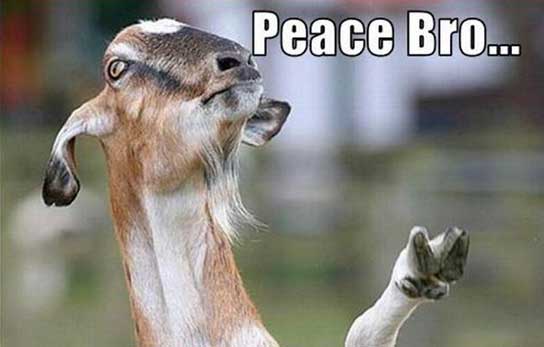 goat-funny-pics