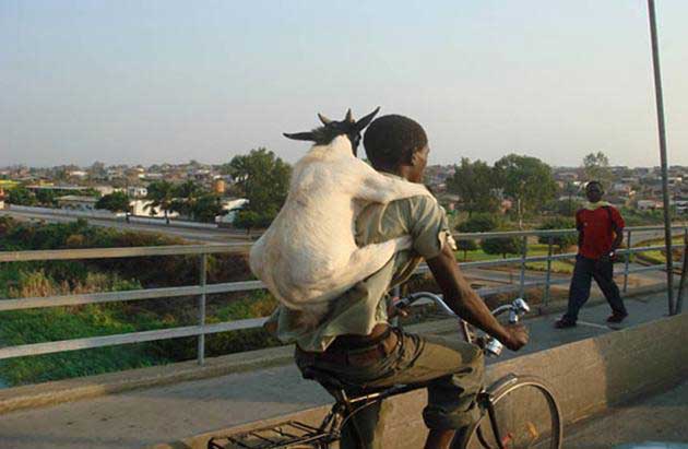 goat-motorcycle