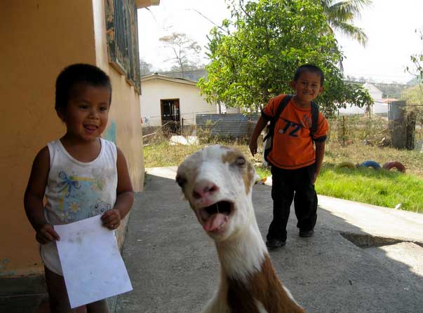 goat-photobomb