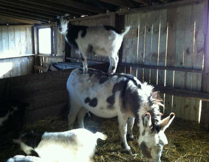 goat-pictures