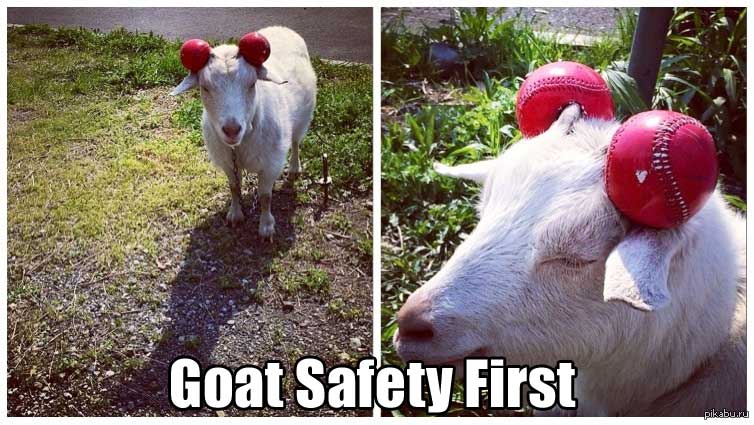 goat-safety