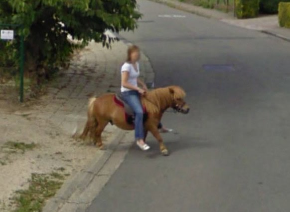 google street view animals