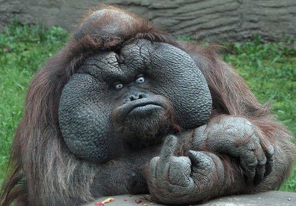 greatest animal photo ever taken