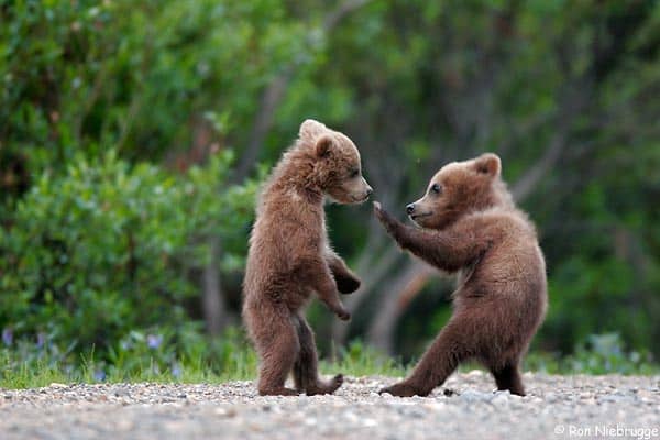 grizzly bear photos 15