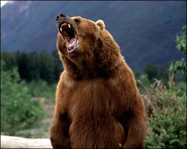 grizzly bear photos 8