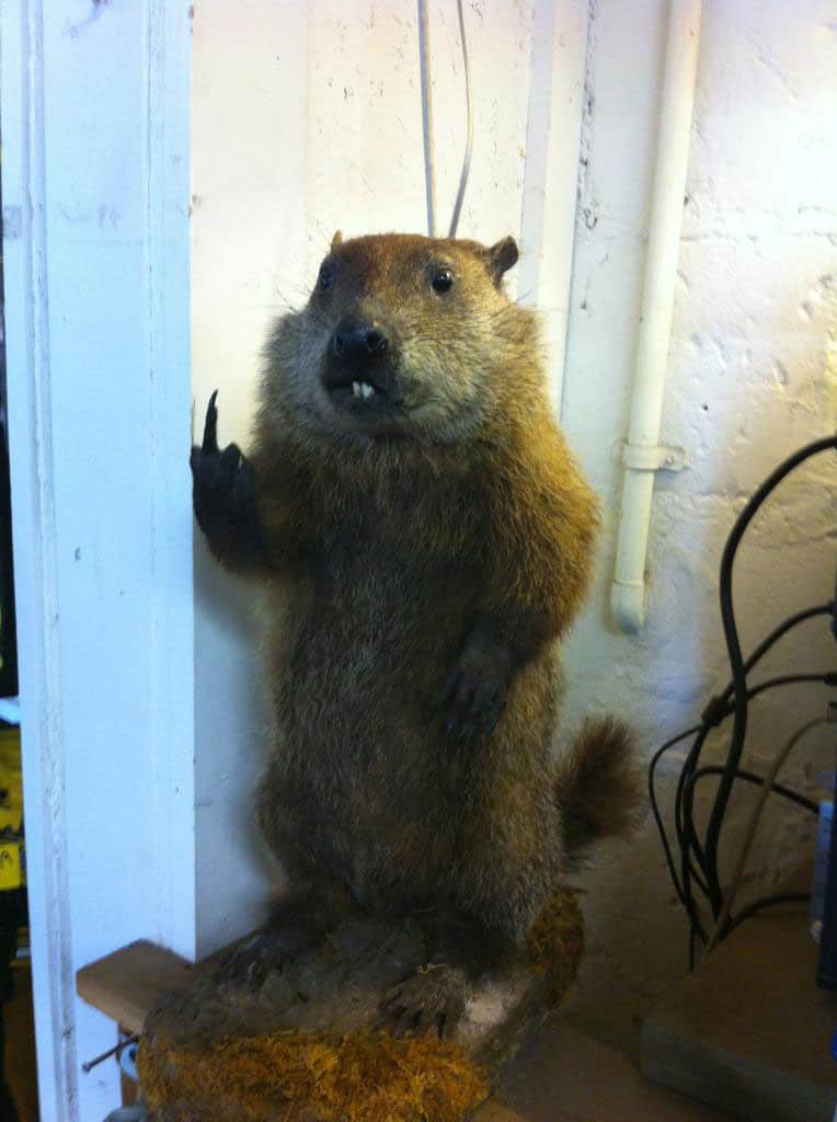 groundhog-day