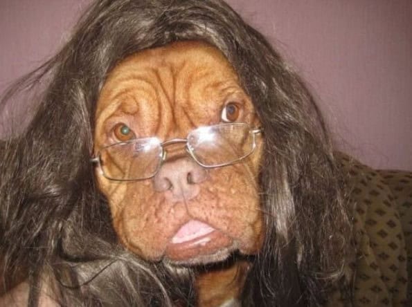 hairy dog