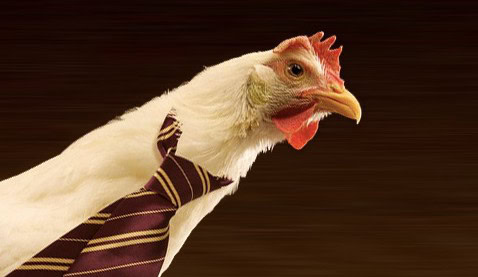 hen tie