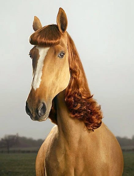 horse wig