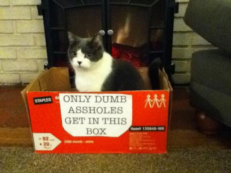 idiot-cat