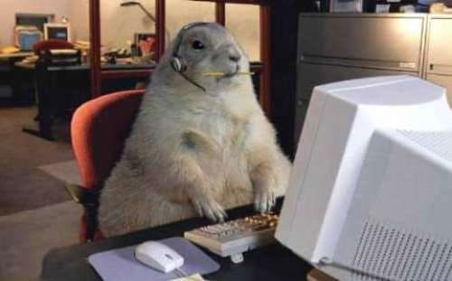 internet-groundhog