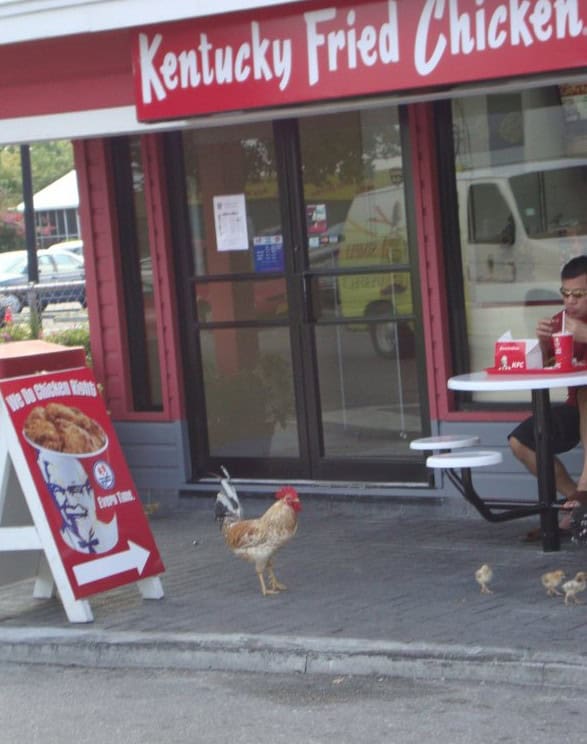 kfc chicken