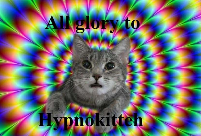 kitten wallpaper
