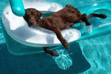 lazy dog