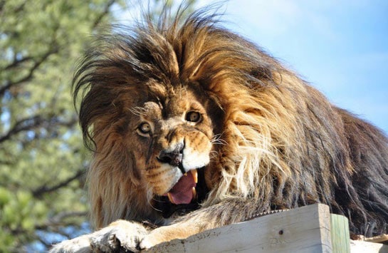majestic-animal