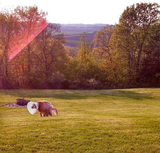 majestic-as