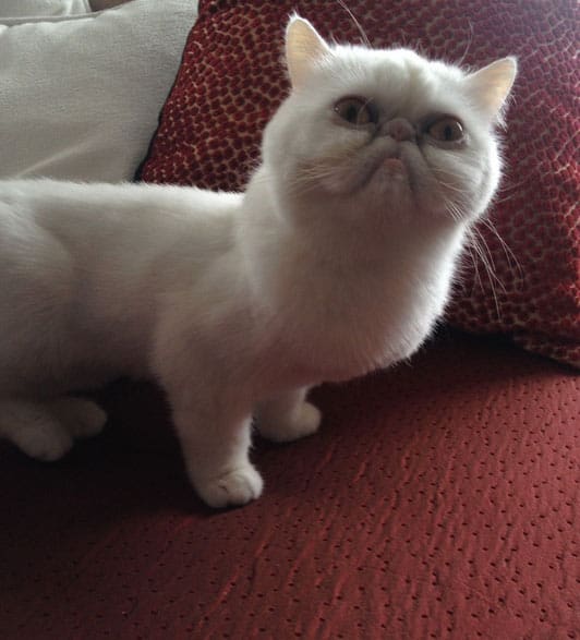 majestic-cat