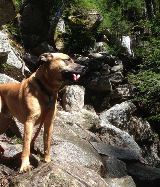 majestic-dog-derp