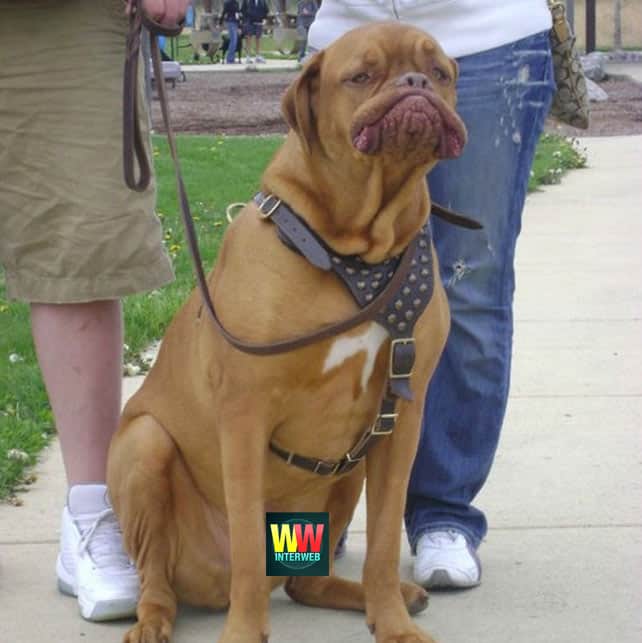 majestic-dog