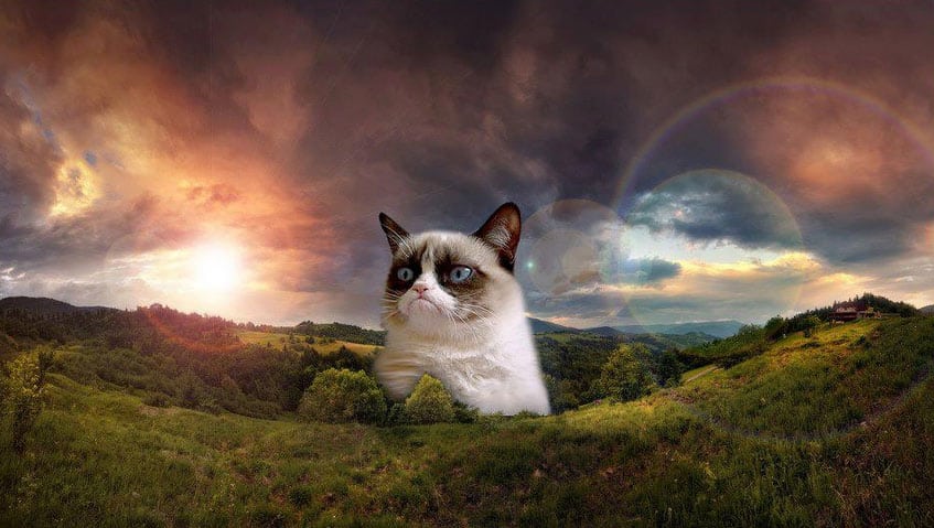 majestic-grumpy-cat