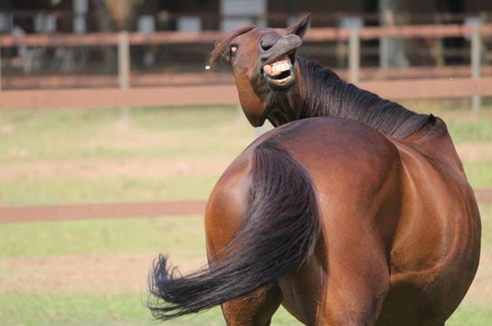 majestic-horse