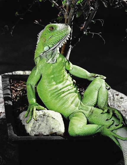 majestic-lizard