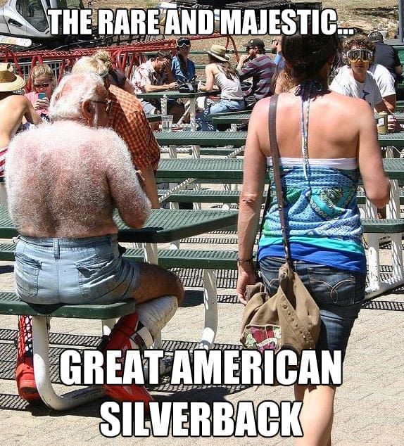 majestic-silverback