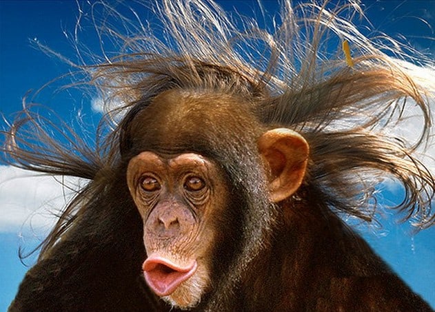 monkey human hair
