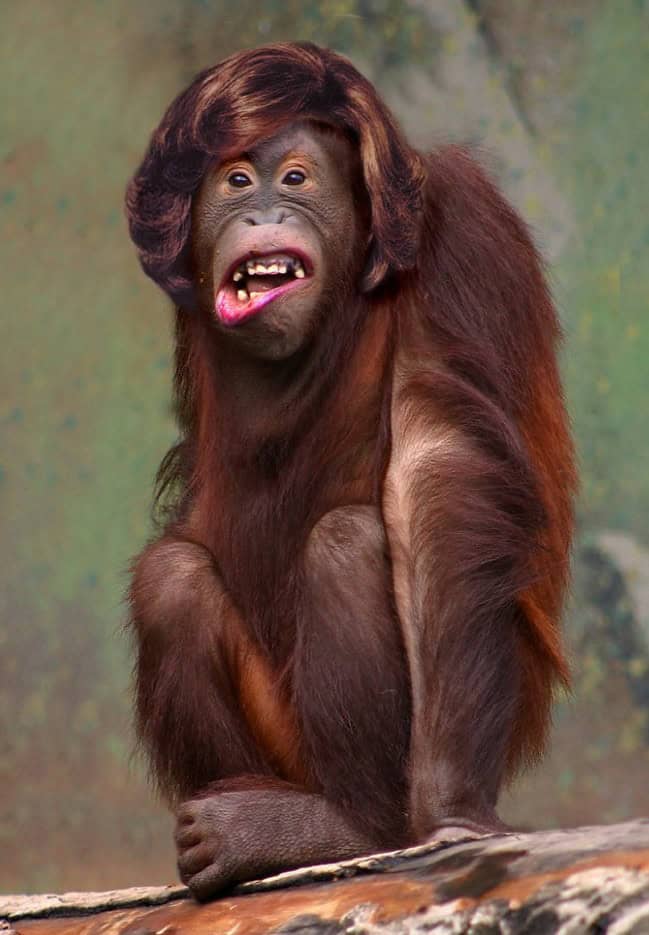 monkey wig