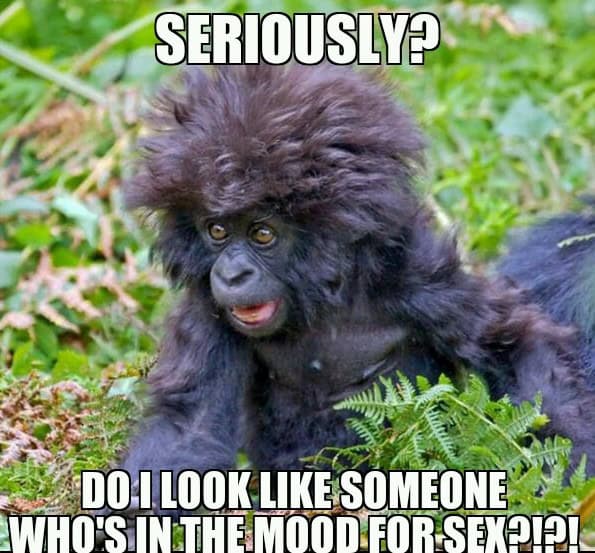 morning monkey